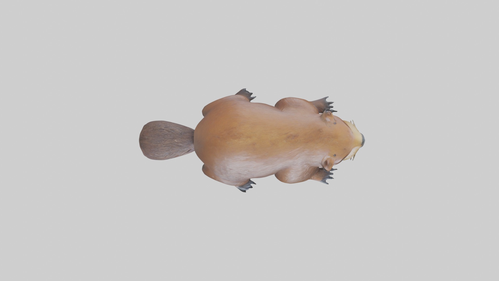 Lying Beaver Model 1 Low-poly 3D model_8