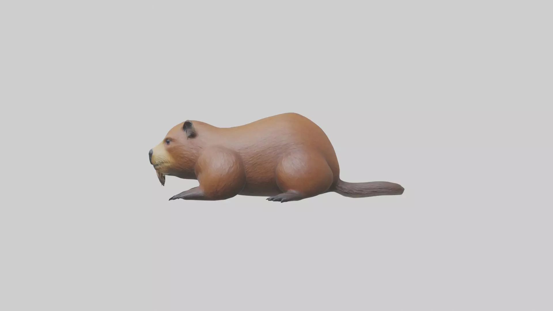 Lying Beaver Model 1 Low-poly 3D model_0