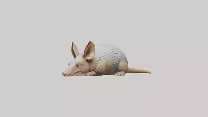 Lying Armadillo Model 1