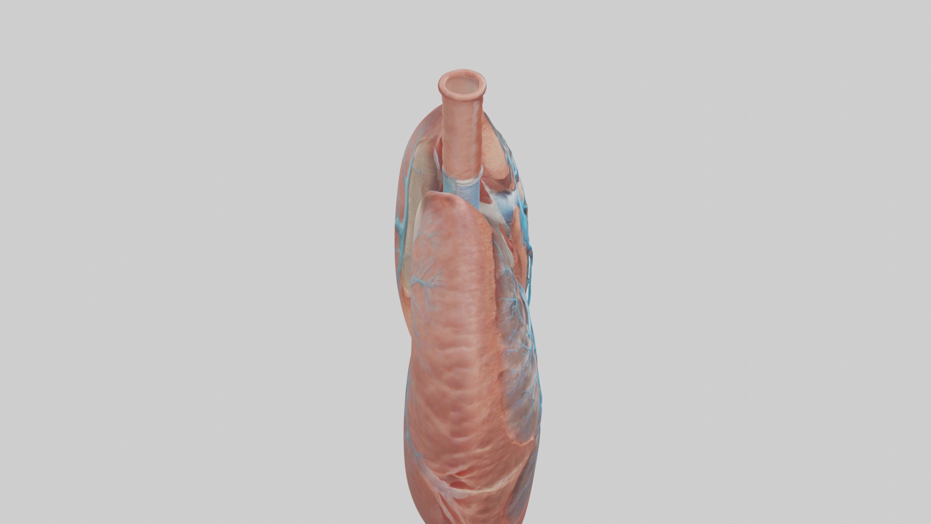 Lungs Model 1 Low-poly 3D model_12