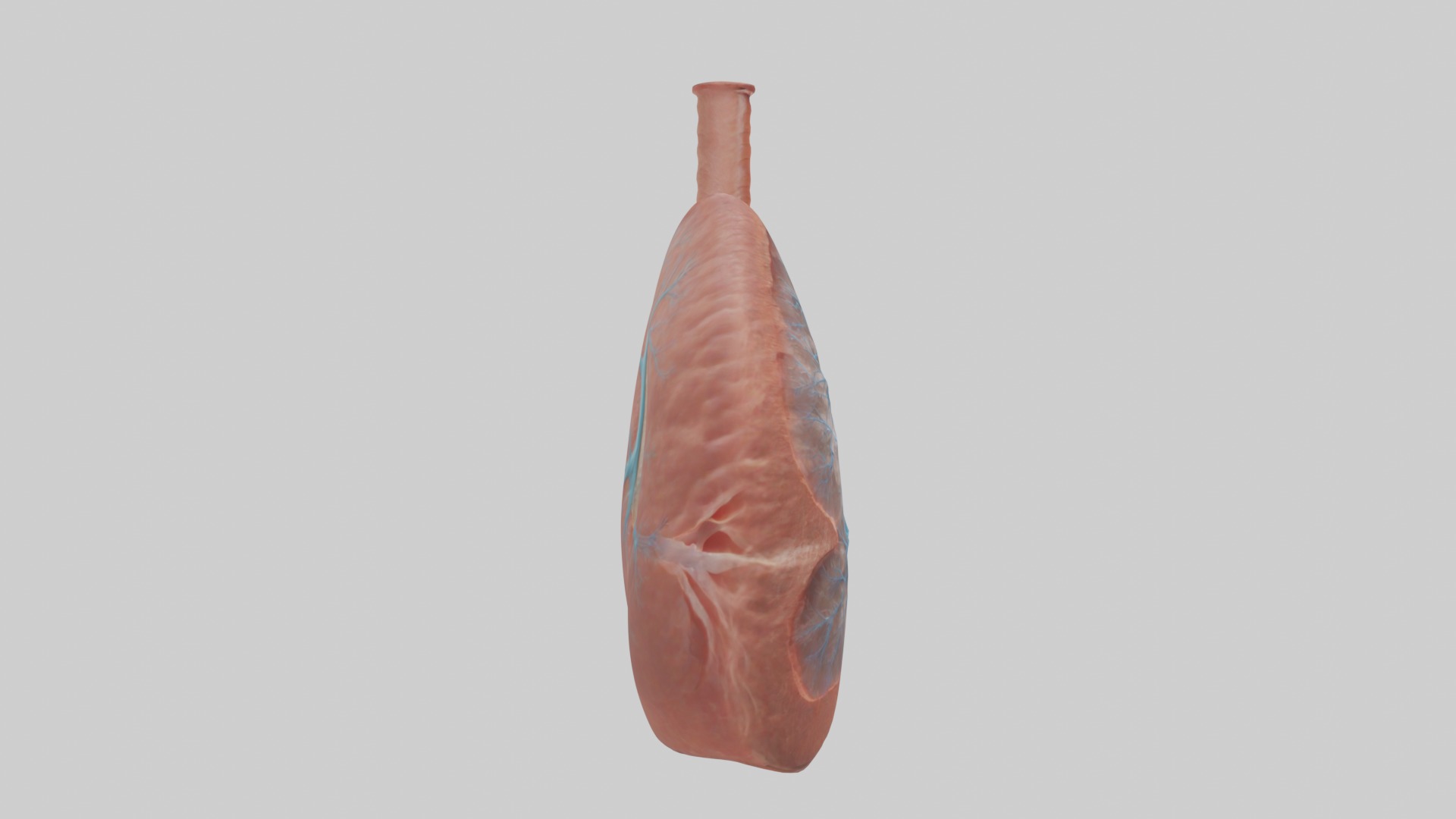 Lungs Model 1 Low-poly 3D model_7