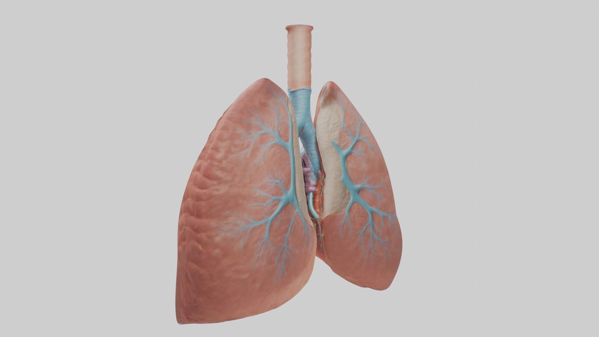 Lungs Model 1 Low-poly 3D model_1