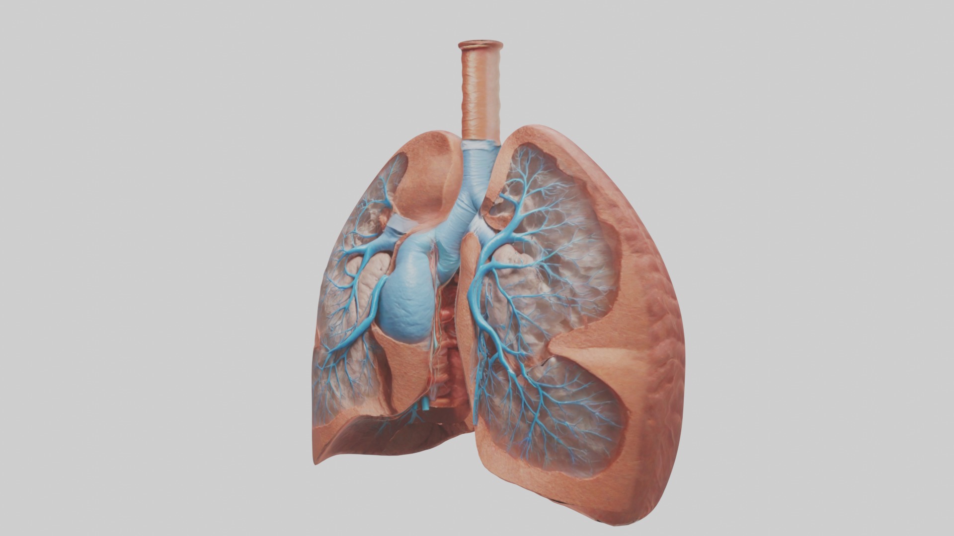 Lungs Model 1 Low-poly 3D model_4