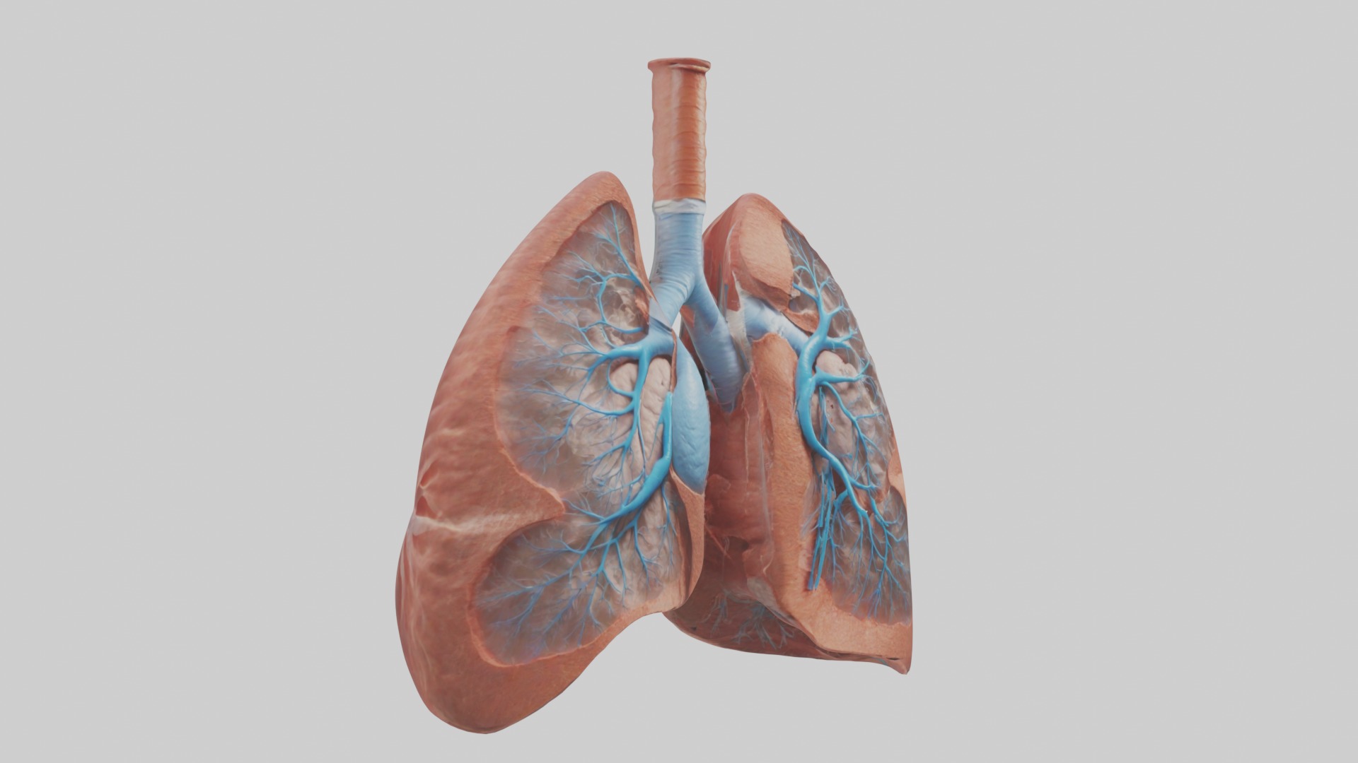 Lungs Model 1 Low-poly 3D model_5