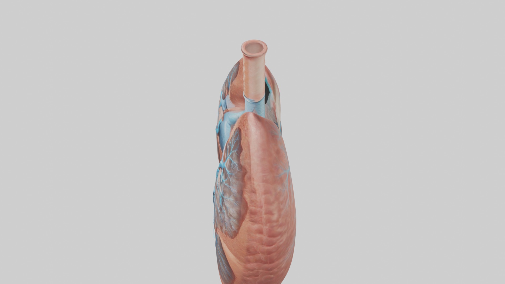 Lungs Model 1 Low-poly 3D model_11