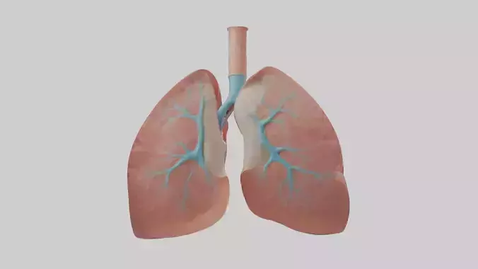 Lungs Model 1 Low-poly 3D model