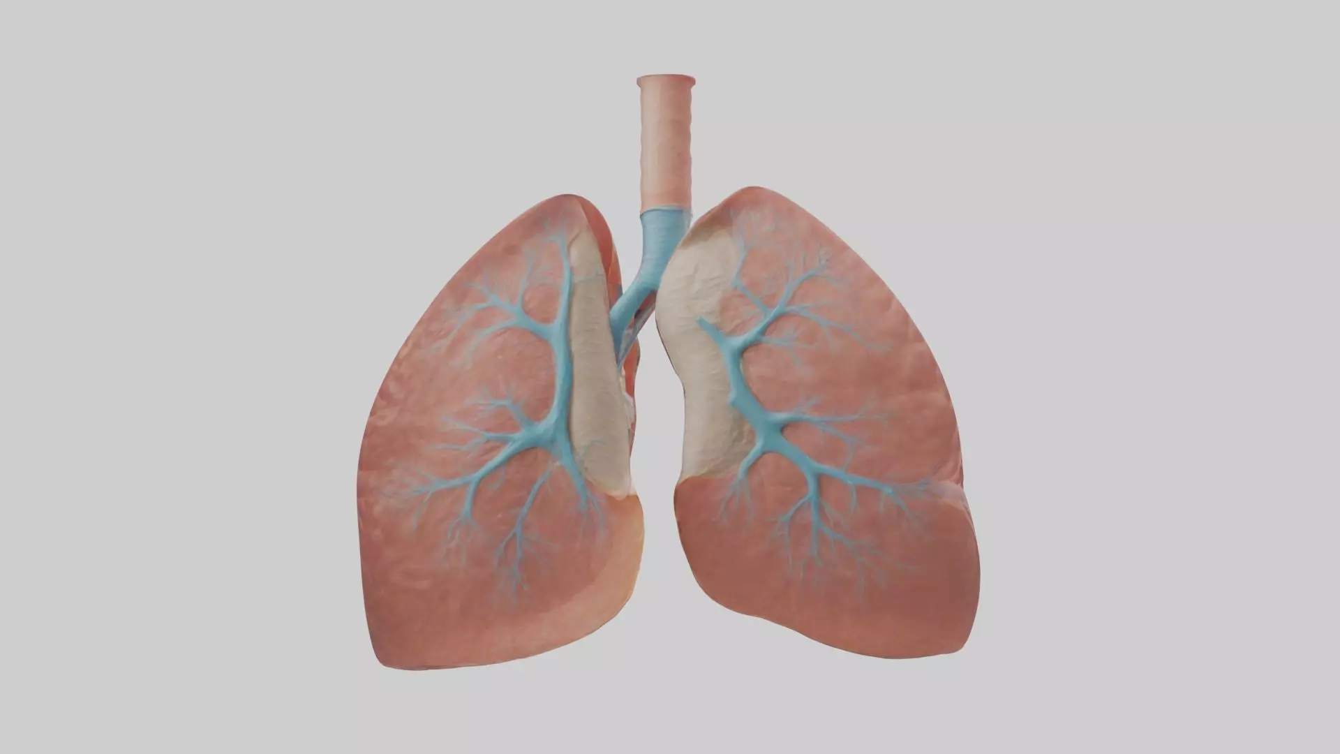 Lungs Model 1 Low-poly 3D model_0