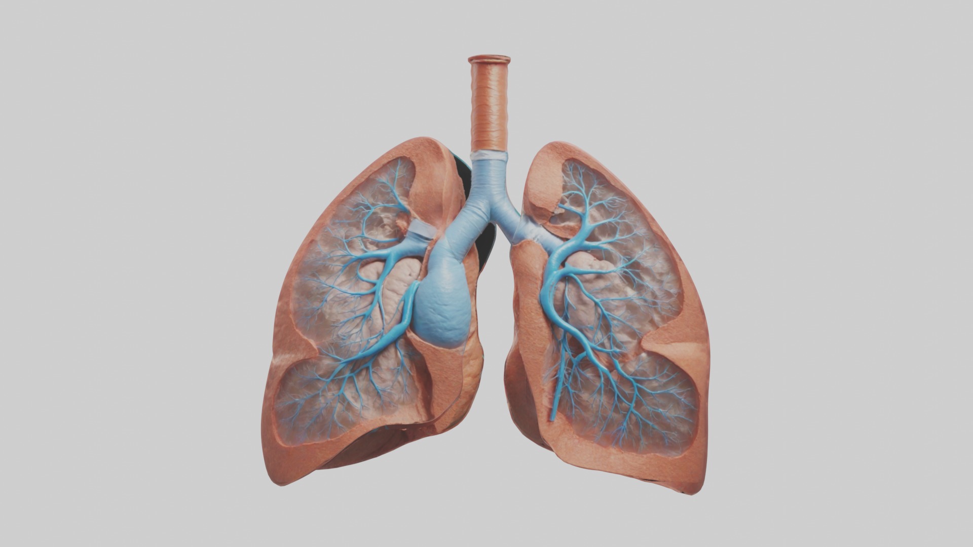 Lungs Model 1 Low-poly 3D model_3