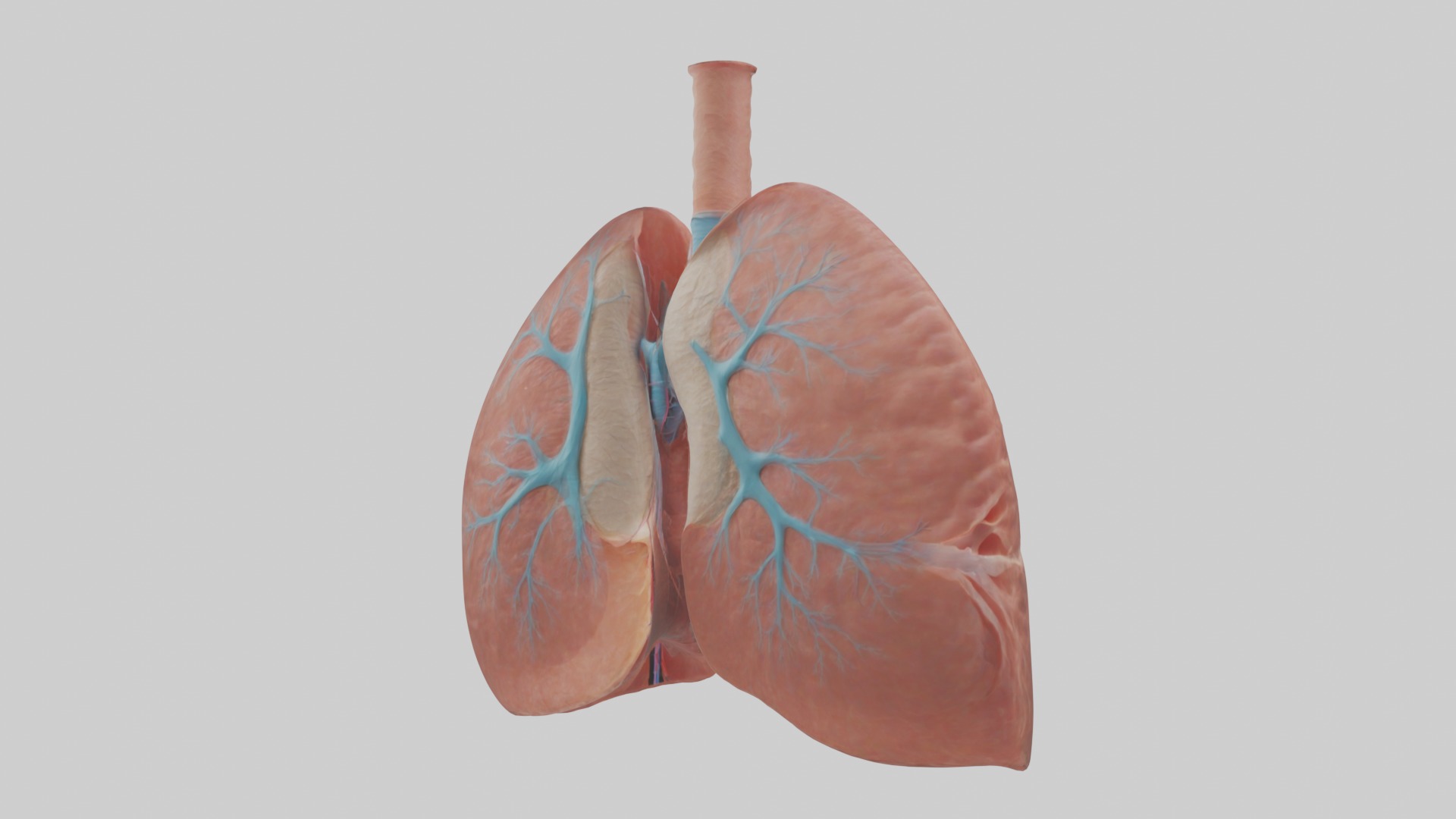 Lungs Model 1 Low-poly 3D model_2