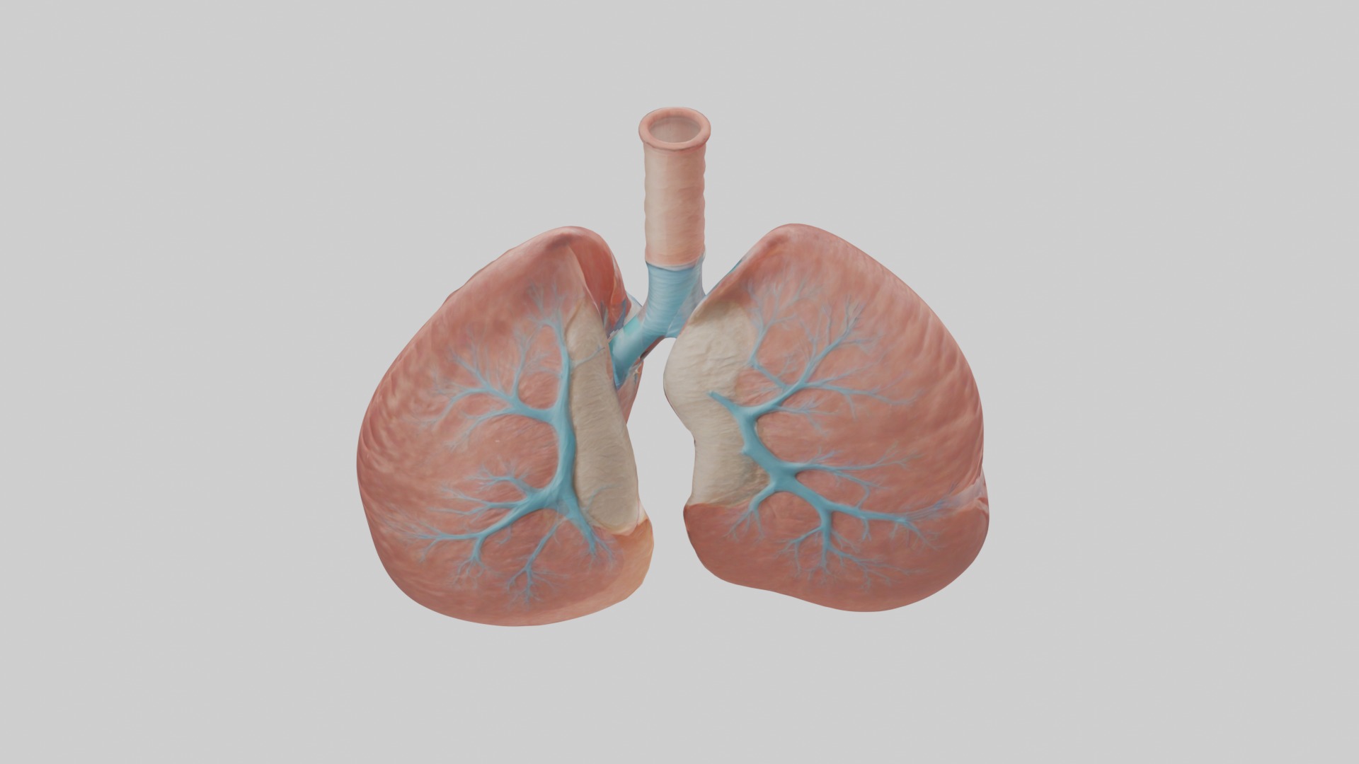 Lungs Model 1 Low-poly 3D model_9