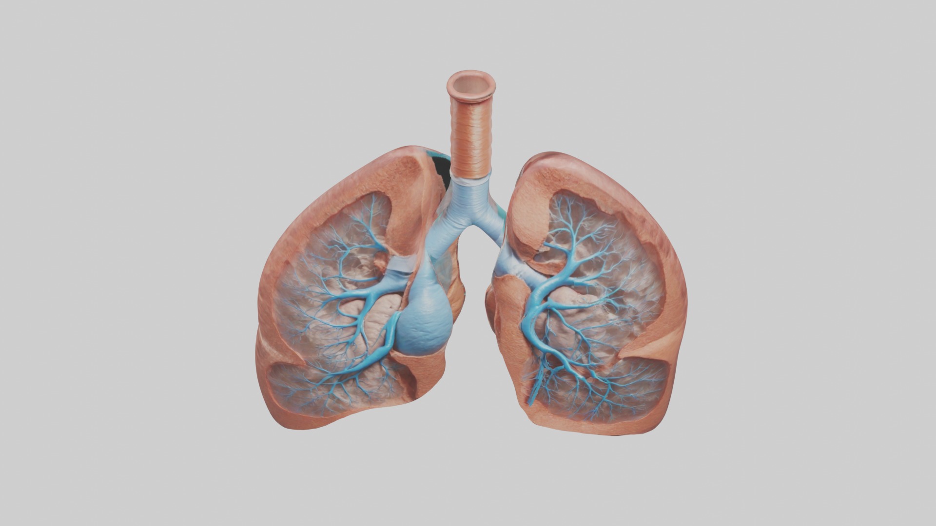 Lungs Model 1 Low-poly 3D model_10