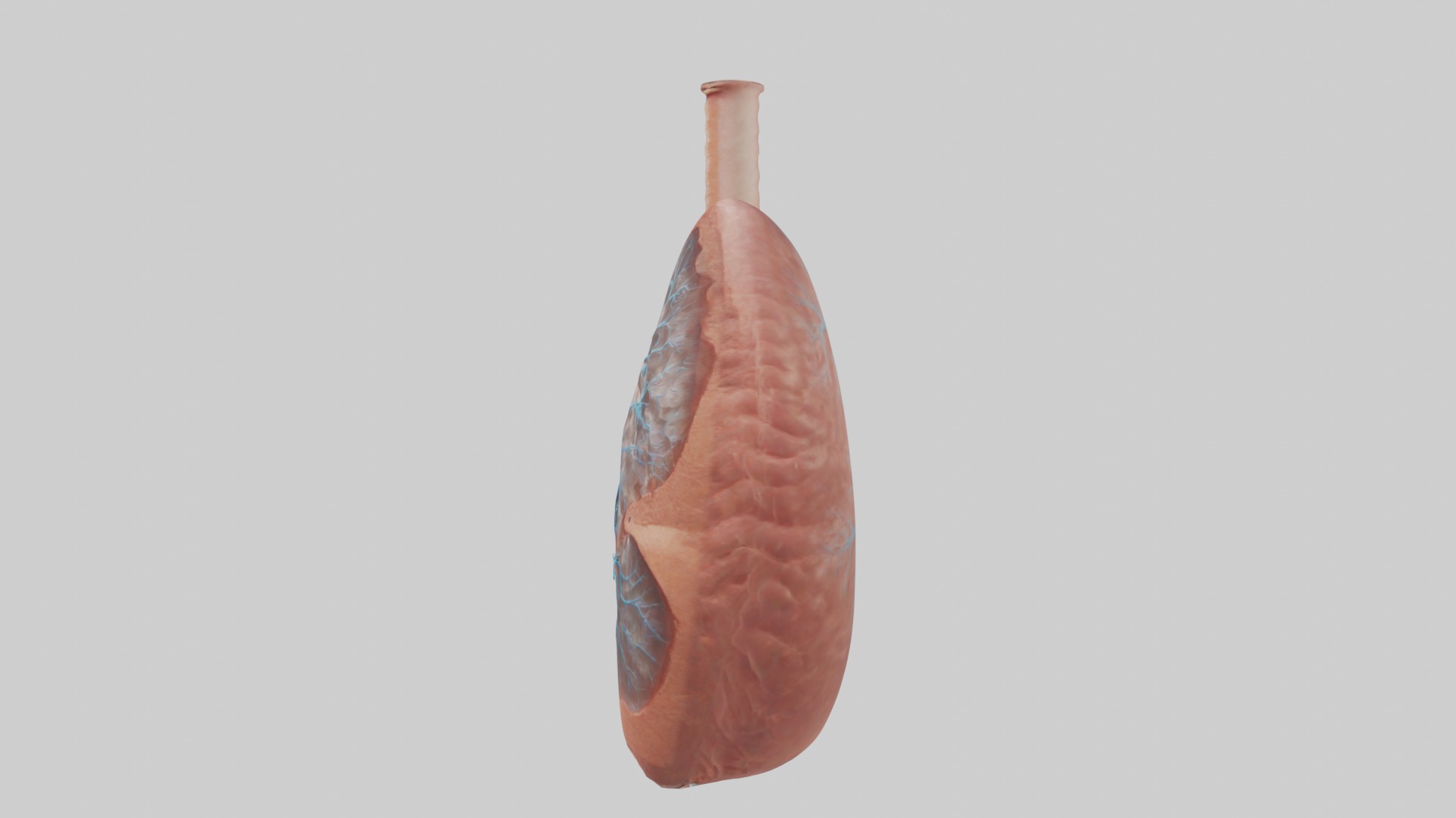 Lungs Model 1 Low-poly 3D model_6