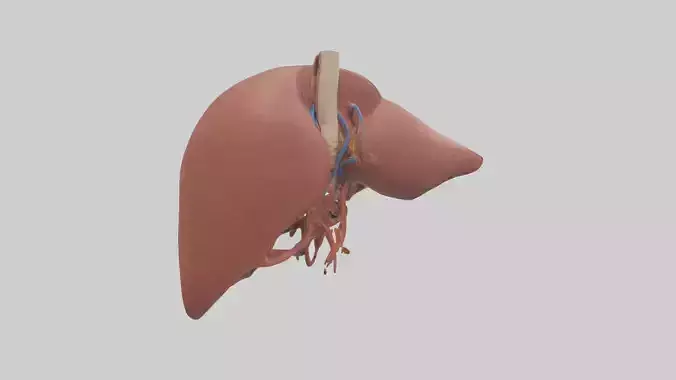 Liver Model 1
