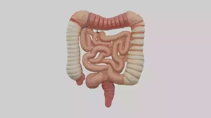 Large Intestine Model 1