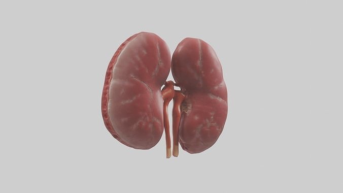 Kidneys Model 1 Low-poly 3D model 2