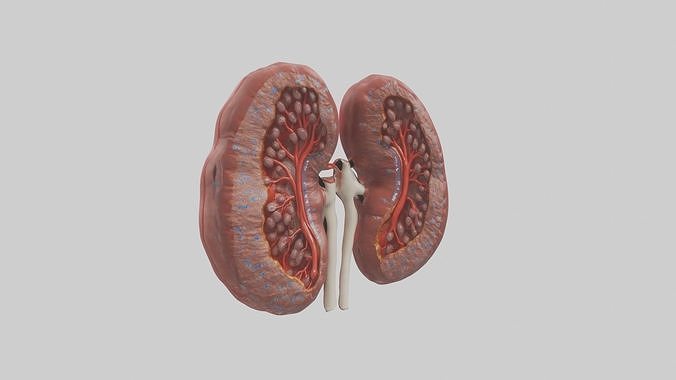 Kidneys Model 1 Low-poly 3D model 6