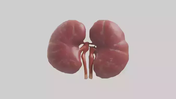 Kidneys Model 1