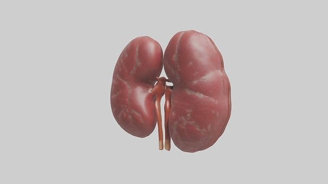 Kidneys Model 1 Low-poly 3D model 3