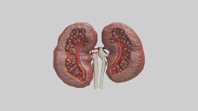 Kidneys Model 1 Low-poly 3D model 4