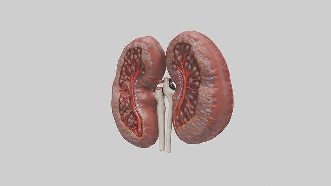 Kidneys Model 1 Low-poly 3D model 5