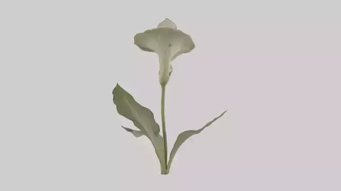 Italianarum Model