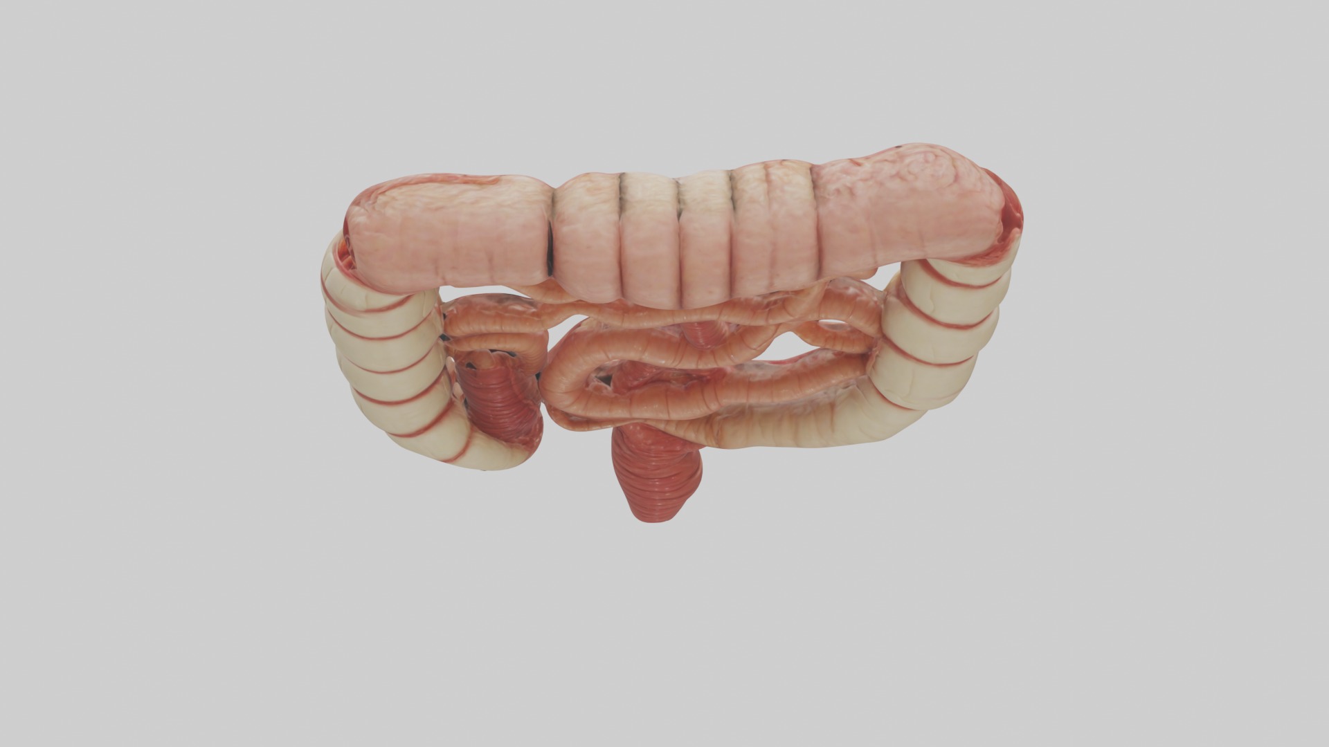 Intestines Model 1 Low-poly 3D model_9