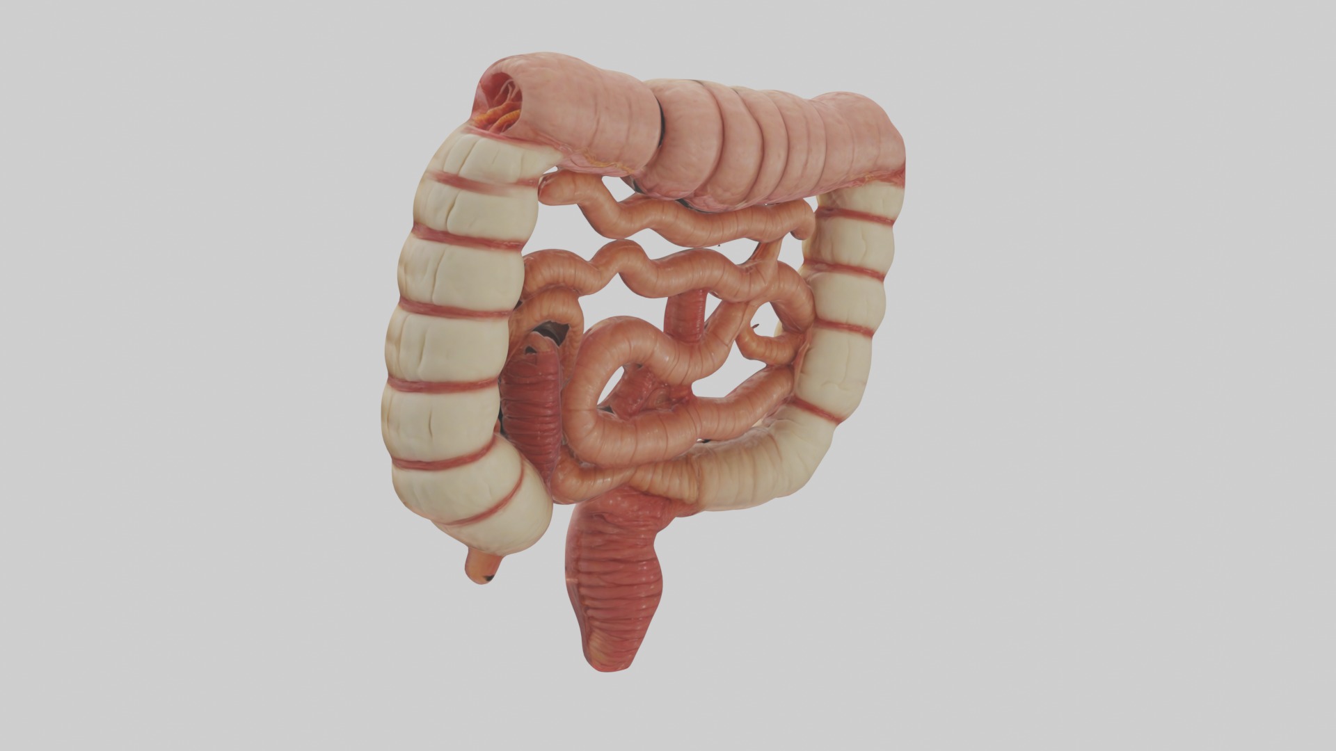 Intestines Model 1 Low-poly 3D model_1