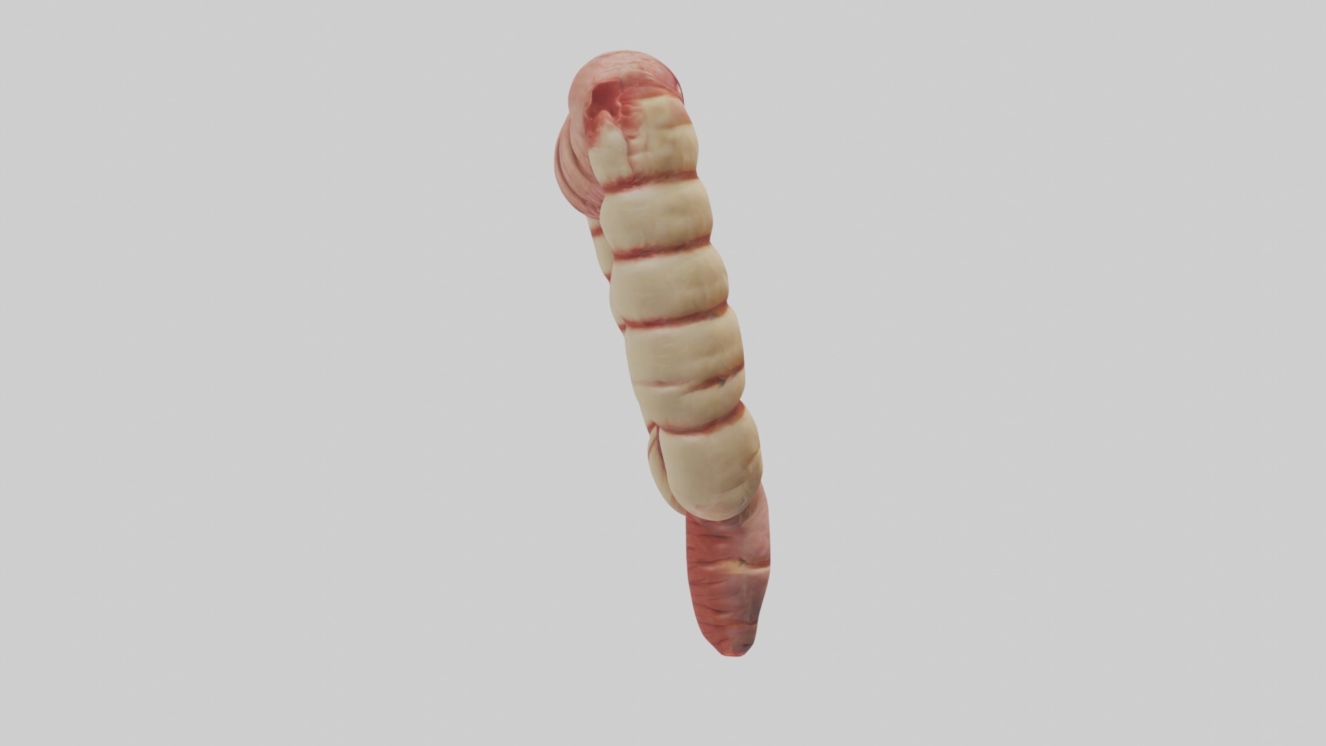Intestines Model 1 Low-poly 3D model_7