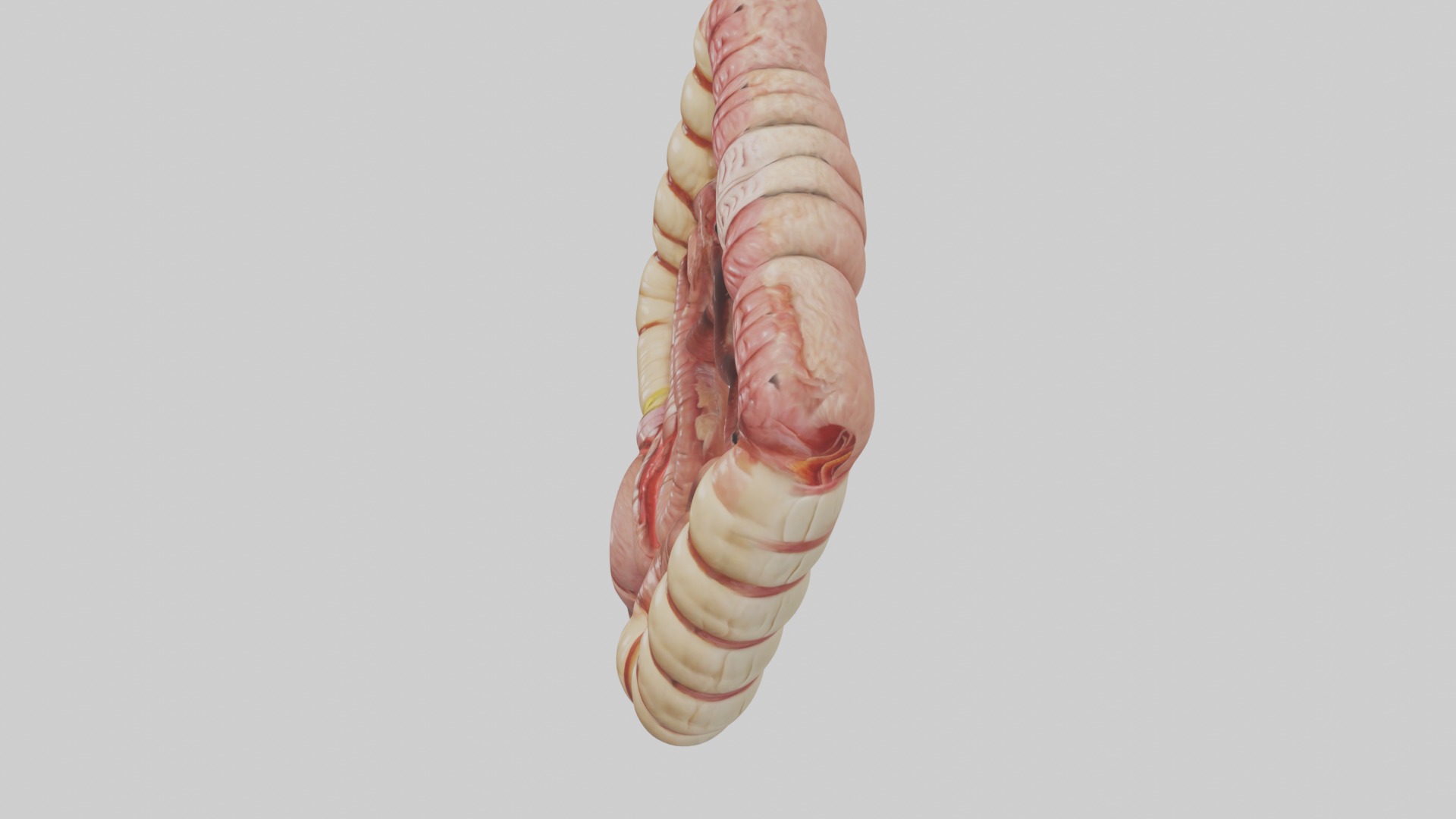 Intestines Model 1 Low-poly 3D model_11