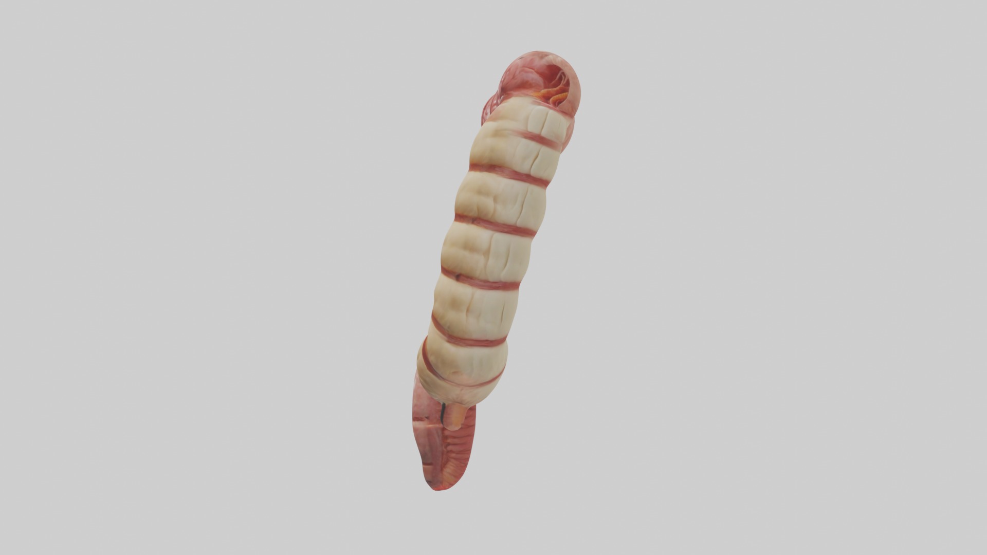 Intestines Model 1 Low-poly 3D model_6