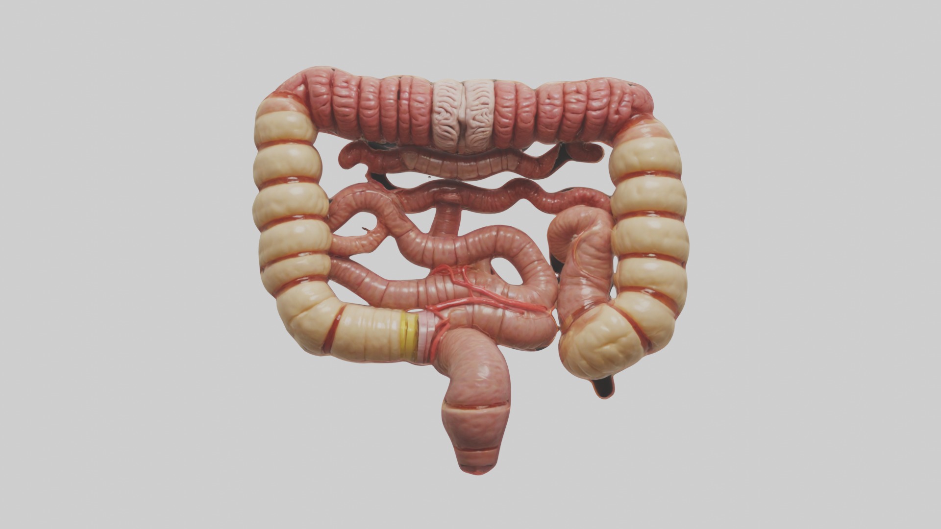 Intestines Model 1 Low-poly 3D model_3