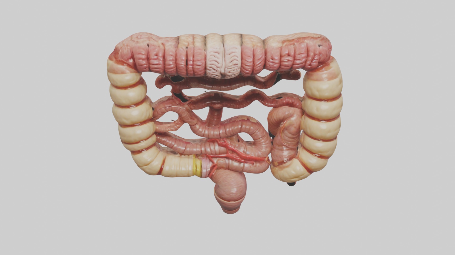 Intestines Model 1 Low-poly 3D model_10
