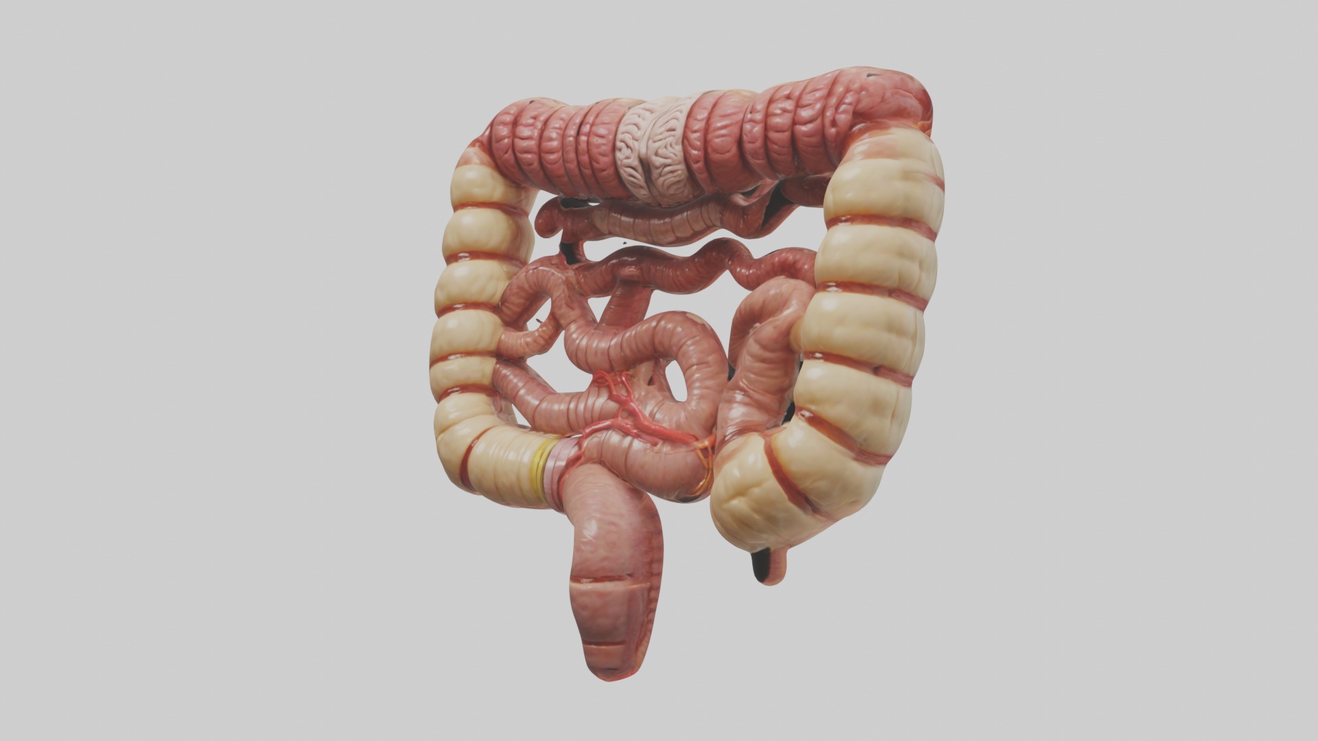 Intestines Model 1 Low-poly 3D model_4