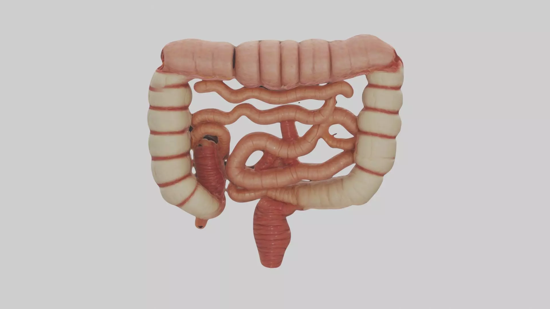 Intestines Model 1 Low-poly 3D model_0