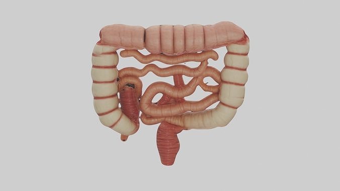 Intestines Model 1 Low-poly 3D model