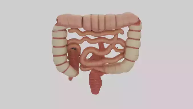 Intestines Model 1