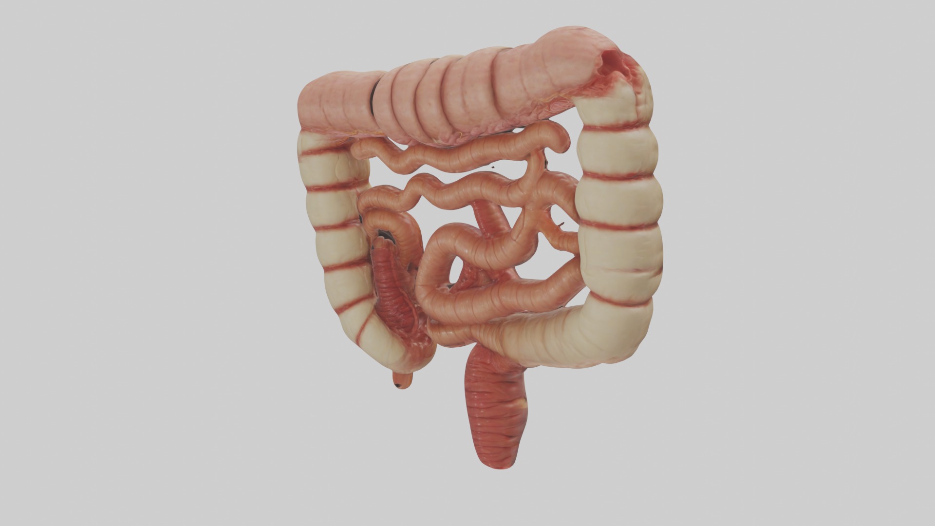 Intestines Model 1 Low-poly 3D model_2