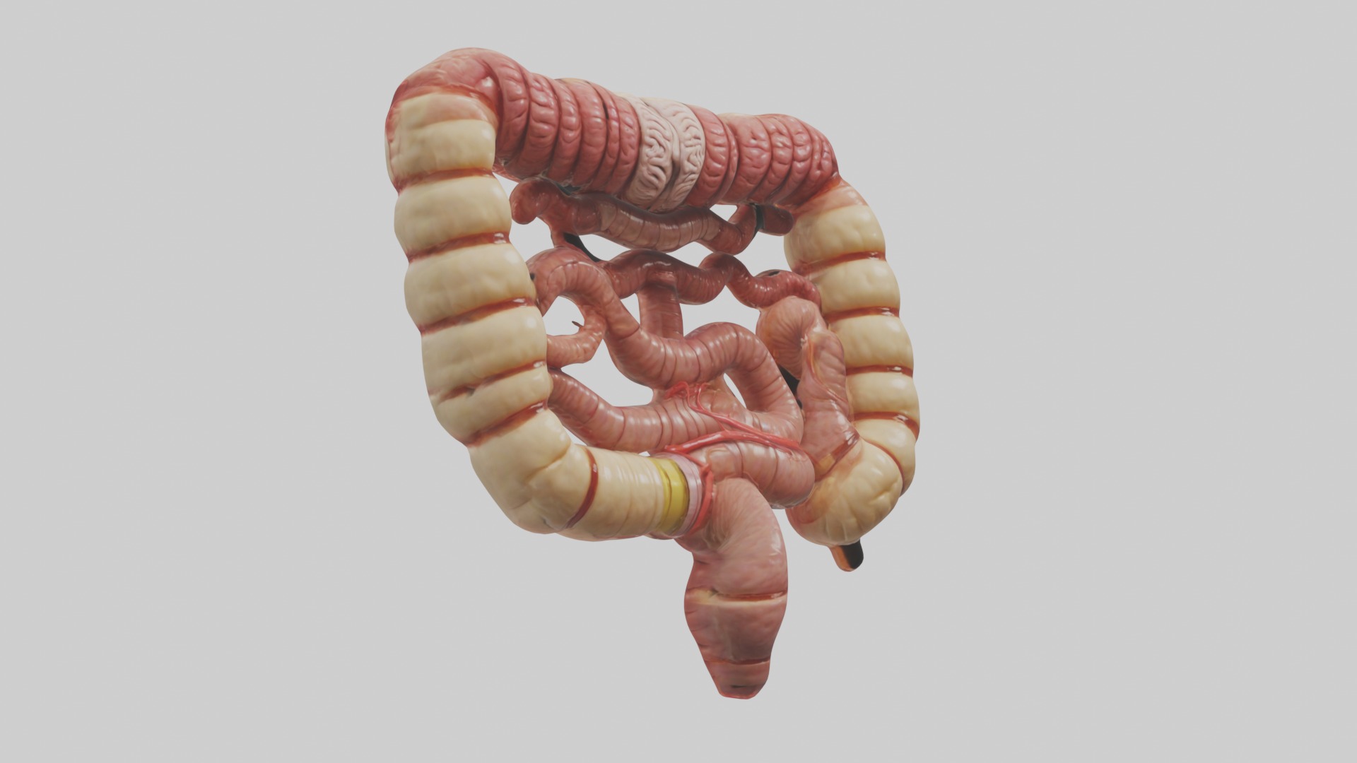 Intestines Model 1 Low-poly 3D model_5