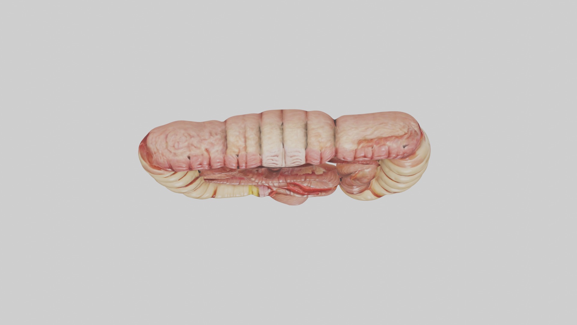 Intestines Model 1 Low-poly 3D model_8