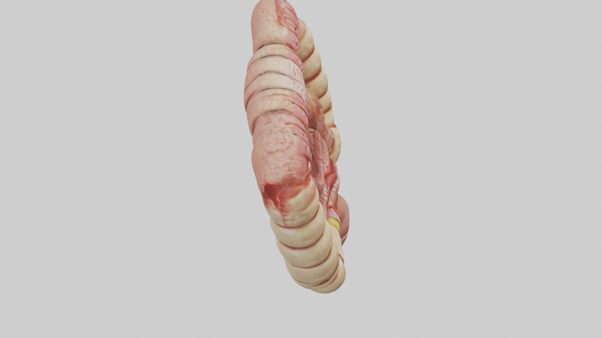 Intestines Model 1 Low-poly 3D model_12