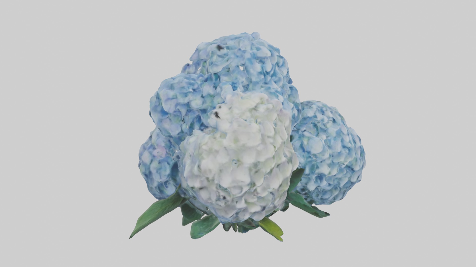 Hydrangea Flowers Mod 1 Low-poly 3D model_5