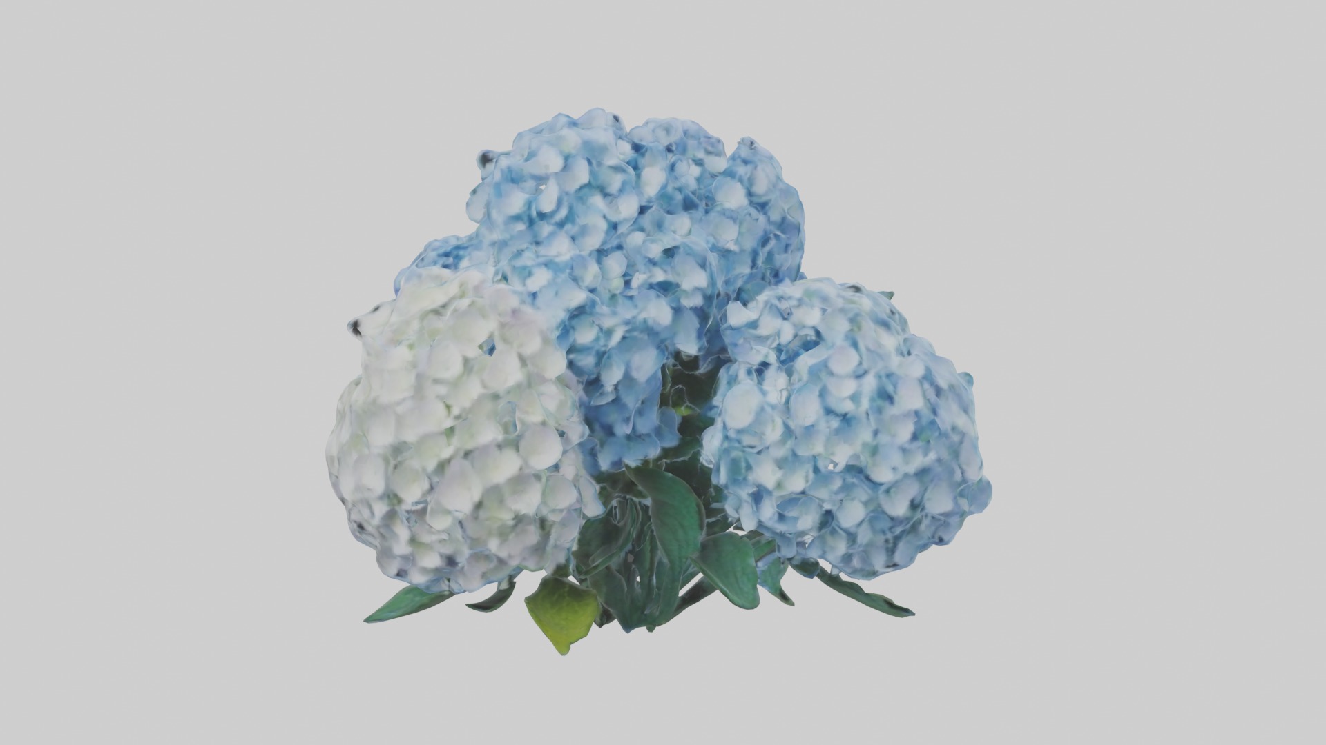 Hydrangea Flowers Mod 1 Low-poly 3D model_3
