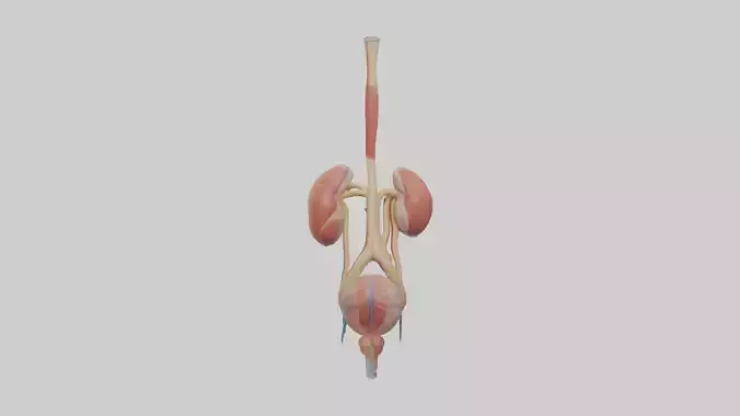 Human Urinary System 1 Low-poly 3D model