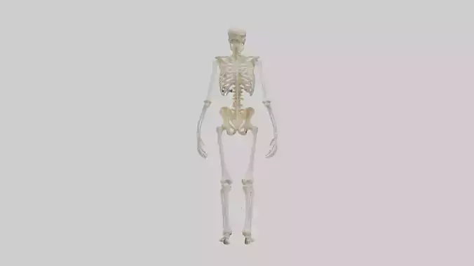Human Skeletal System 1