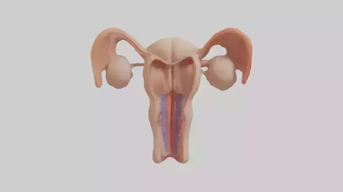 Human Reproductive Sy 1