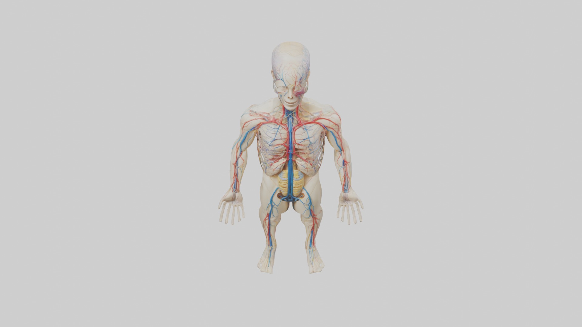 Human Nervous System 1 Low-poly 3D model_10