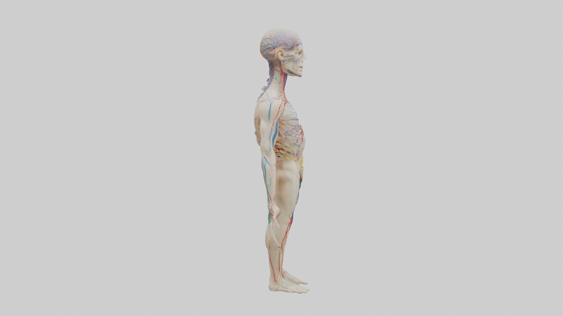 Human Nervous System 1 Low-poly 3D model_7