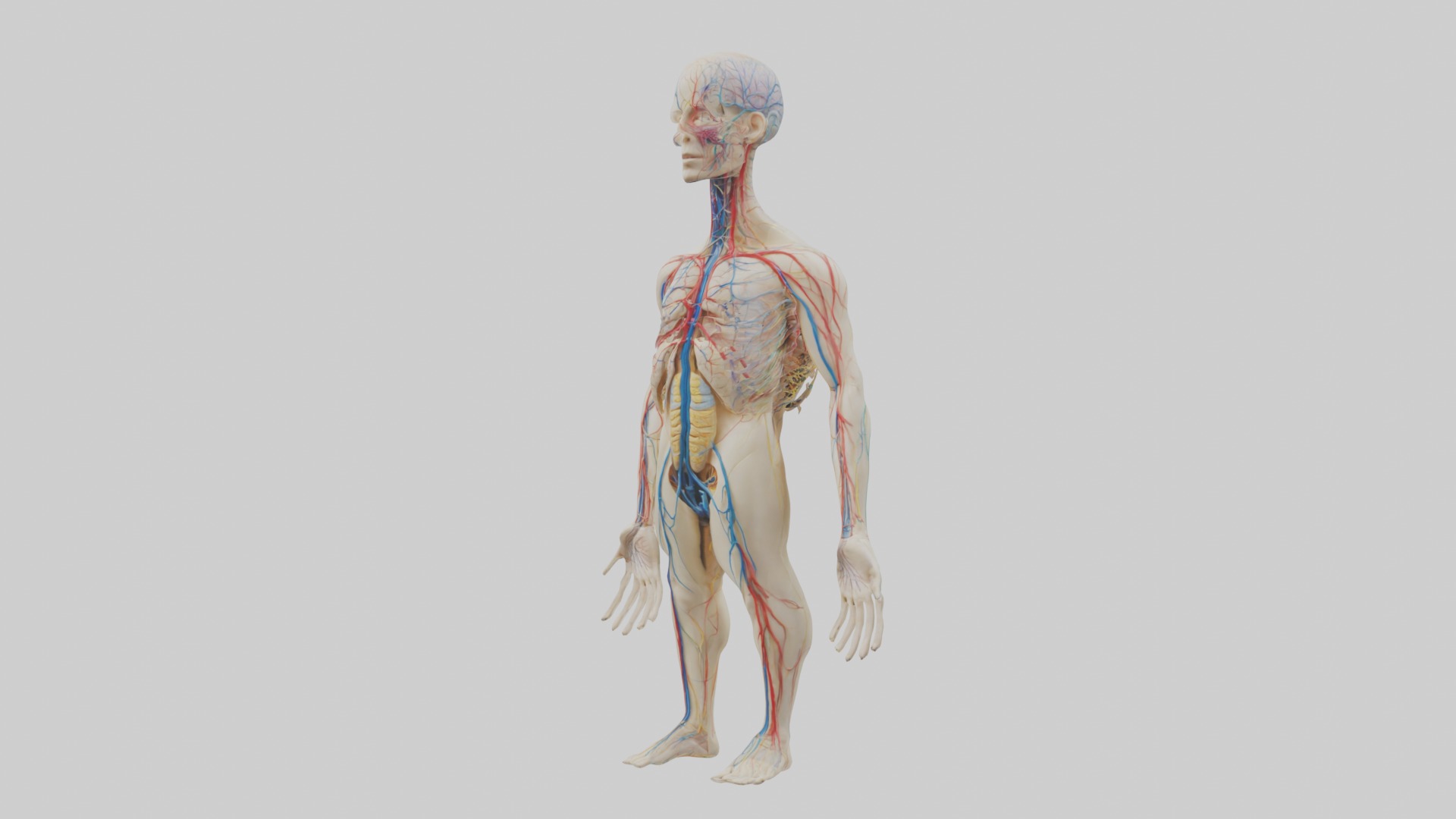 Human Nervous System 1 Low-poly 3D model_4