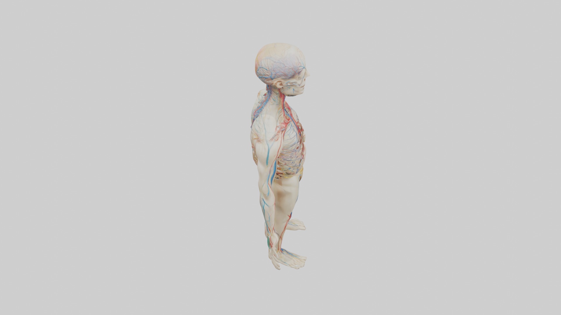 Human Nervous System 1 Low-poly 3D model_12