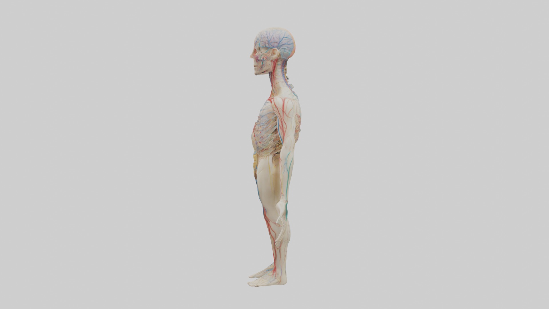 Human Nervous System 1 Low-poly 3D model_6
